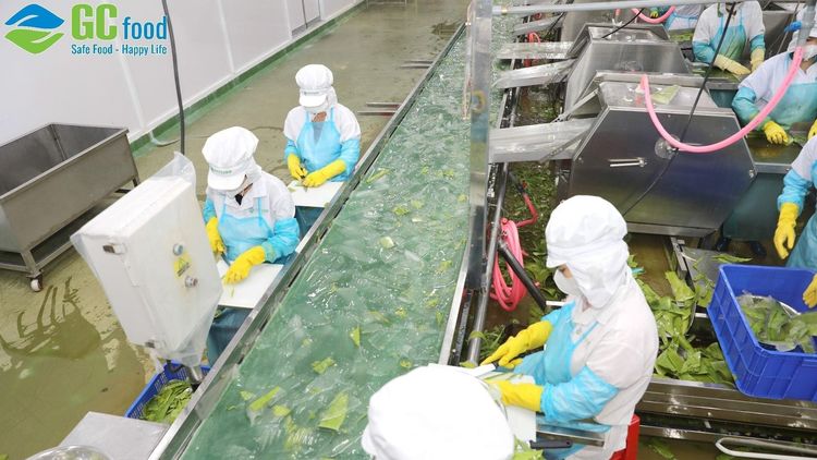 Vườn nha đam: Nguồn nguyên liệu sạch, giòn và chất lượng của GC Food