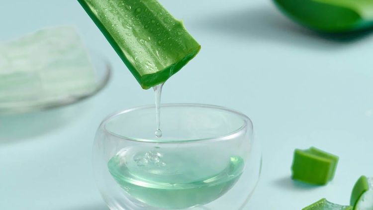 Aloe Vera: Everyday benefits you should not miss