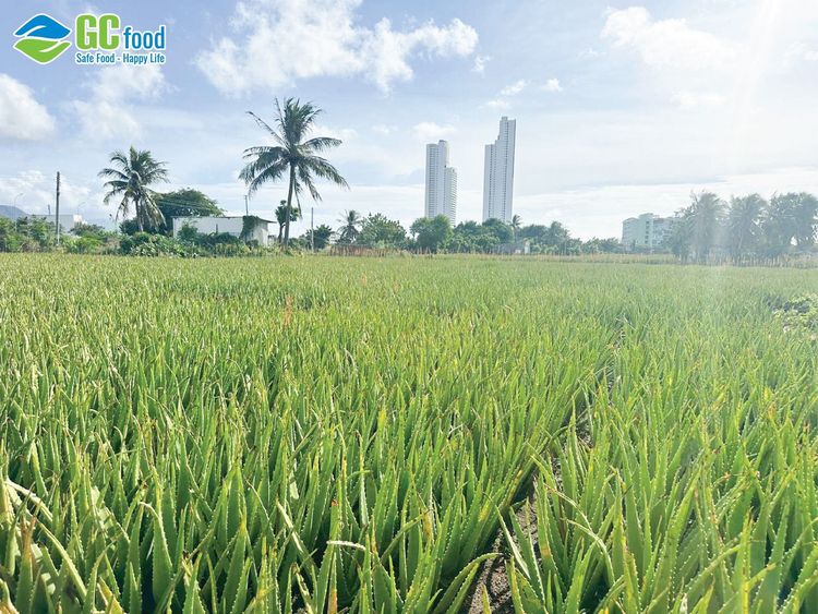 Nông nghiệp xanh là gì? Lợi ích và mô hình thực tiễn tại Việt Nam