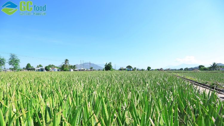 Mua nha đam ở đâu? Nhu cầu mua nha đam và cách lựa chọn nha đam ngon