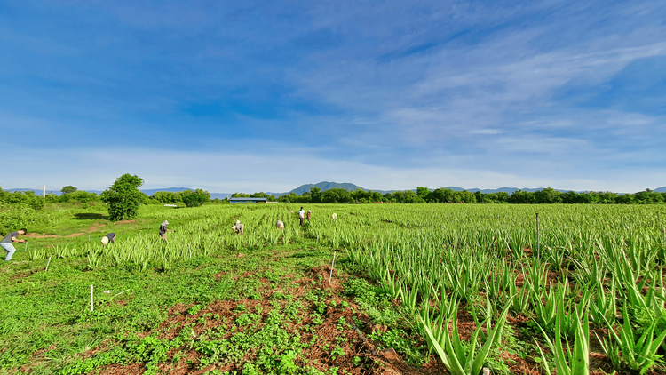 VietGAP là gì? Khám phá vùng trồng nha đam đạt chuẩn của GC Food