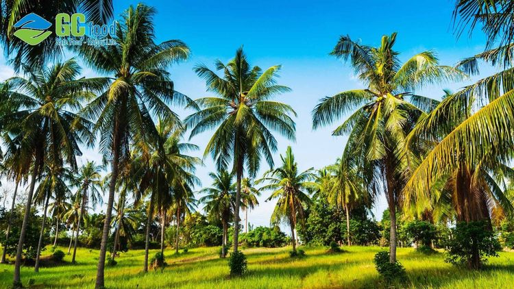 Mô hình nông nghiệp tuần hoàn là gì? Lợi ích và ứng dụng tại GC Food