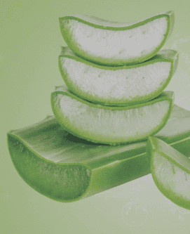 Nha đam nguyên liệu