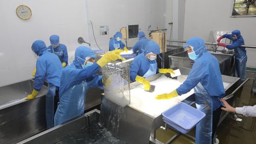 Quy trình làm thạch dừa đạt chuẩn quốc tế từ GC Food