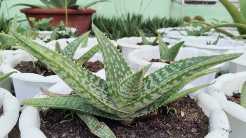 Healing with Natural Aloe Vera: Benefits and How to Use It
