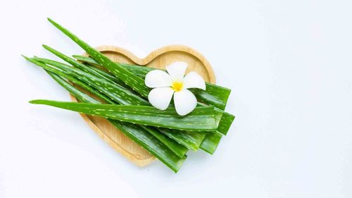 Tác dụng của nha đam với da mặt và lưu ý khi sử dụng