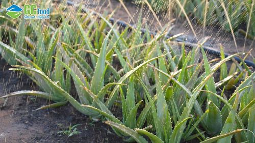 Làm phân bón từ nha đam - Giải pháp cho nông nghiệp hữu cơ bền vững