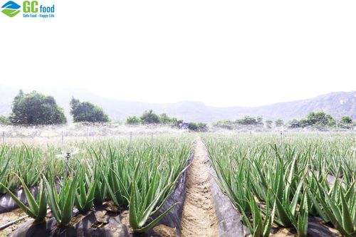 What is JAS Organic? Criteria and GC Food’s journey to certification