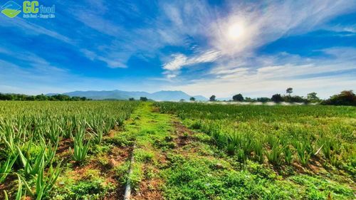 What is contract farming? Benefits of GC Food’s aloe vera model