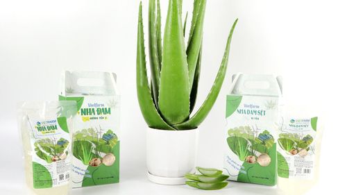 Cách làm sữa chua nha đam bằng nồi cơm điện thơm ngon và giàu dinh dưỡng