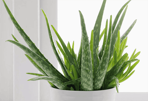 Aloe vera is known as a plant that has the ability to detoxify the liver.