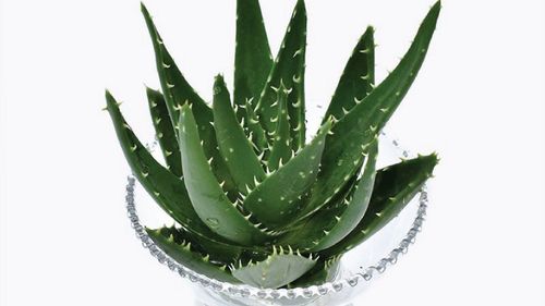 Aquatic aloe vera: How to pick and grow it properly