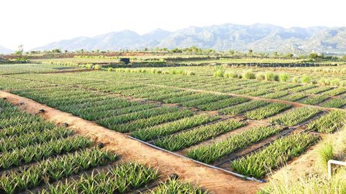 Sức hút của nha đam xuất khẩu GC Food trên thị trường toàn cầu