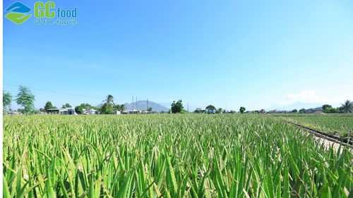 Mô hình nông nghiệp thông minh là gì? Câu chuyện đổi mới của GC Food
